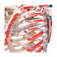 Human Skeleton To 13 With Cover